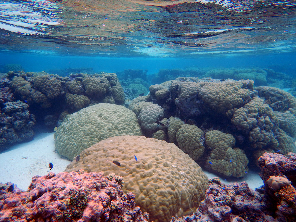 koralove-utesy-americka-samoa