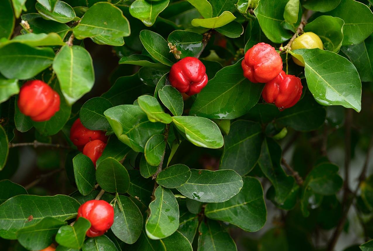 acerola