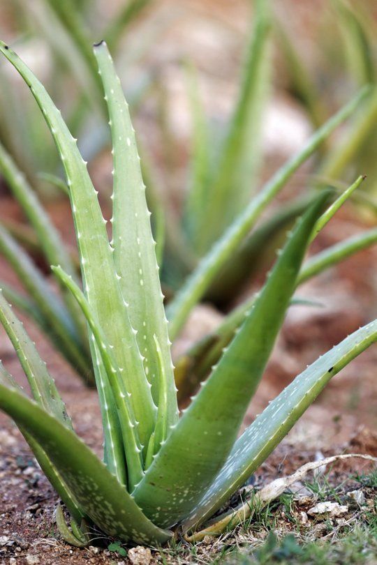 aloevera