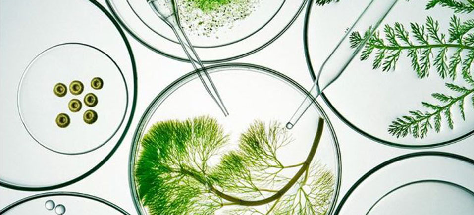 small-6-biotechnologie