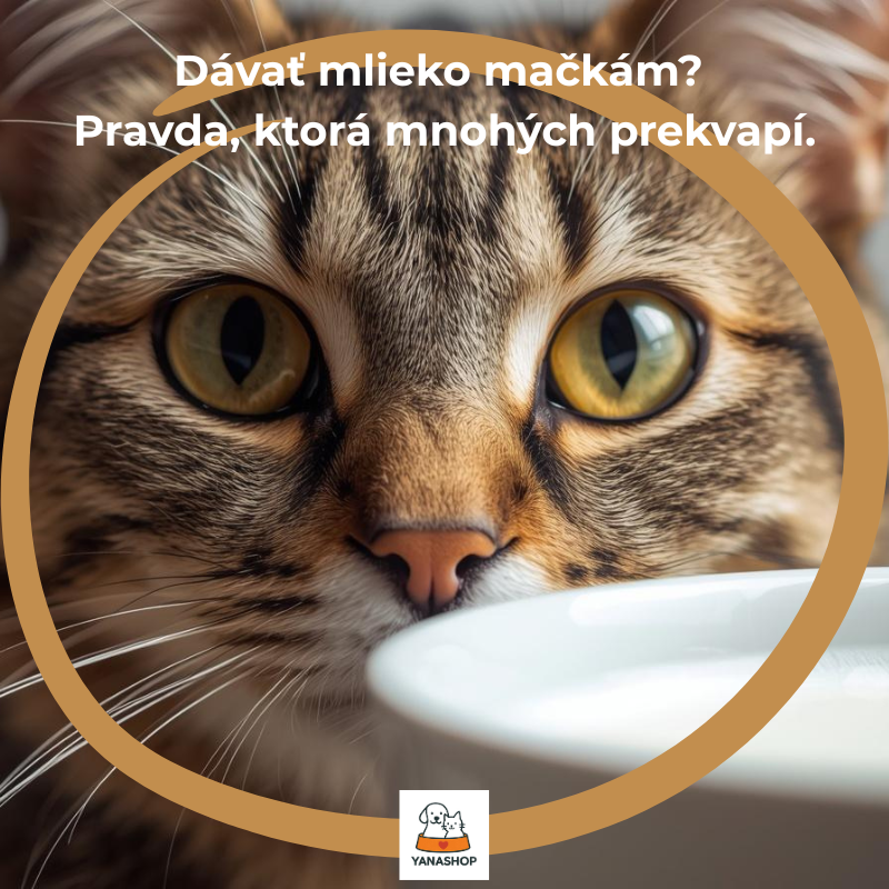 Mlieko a mačky? Pravda, ktorá mnohých prekvapí.