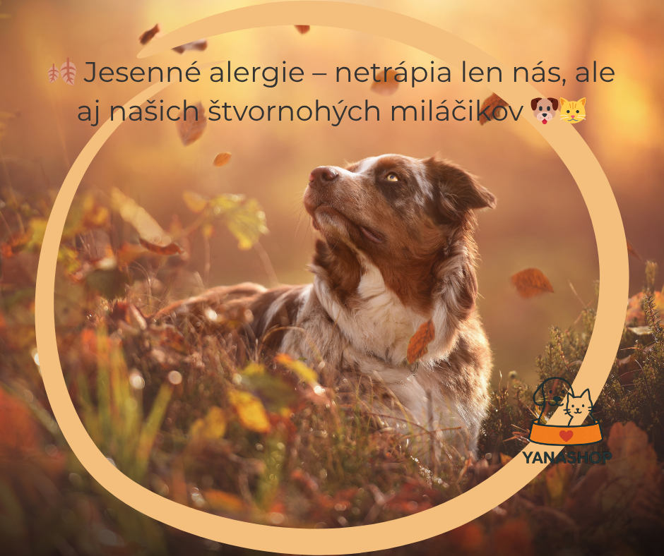 🍂 Jesenné alergie – netrápia len nás, ale aj našich štvornohých miláčikov 🐶🐱