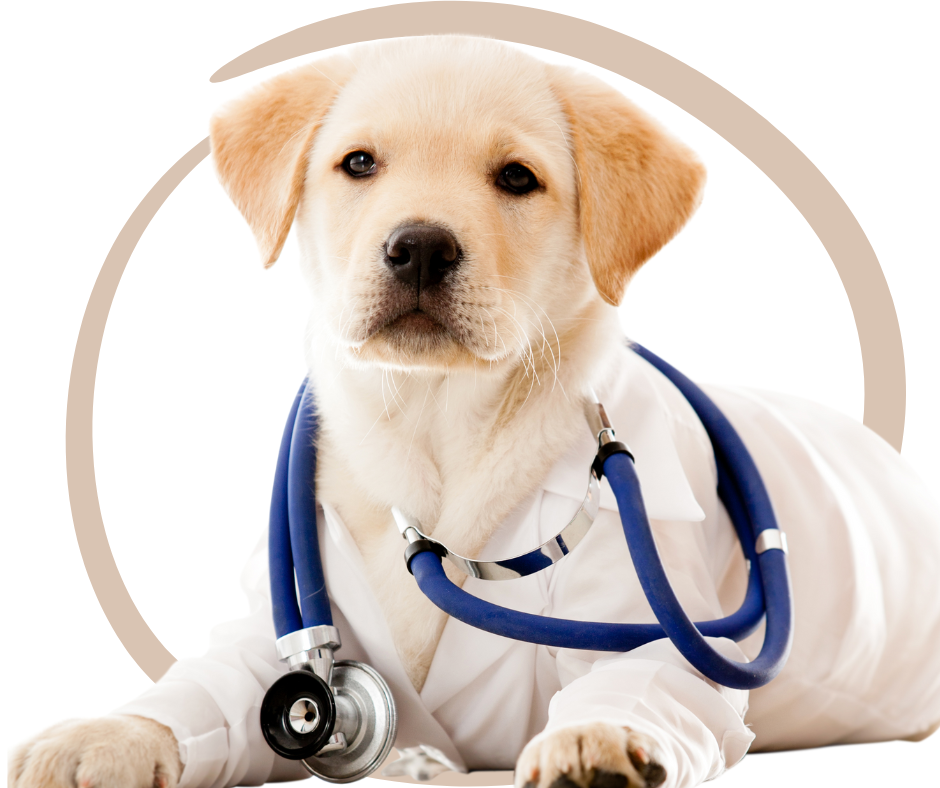 Veterinárne prípravky pre psov a mačky: kedy a prečo po nich siahnuť