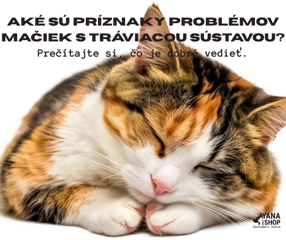 Traviace problémy u mačky