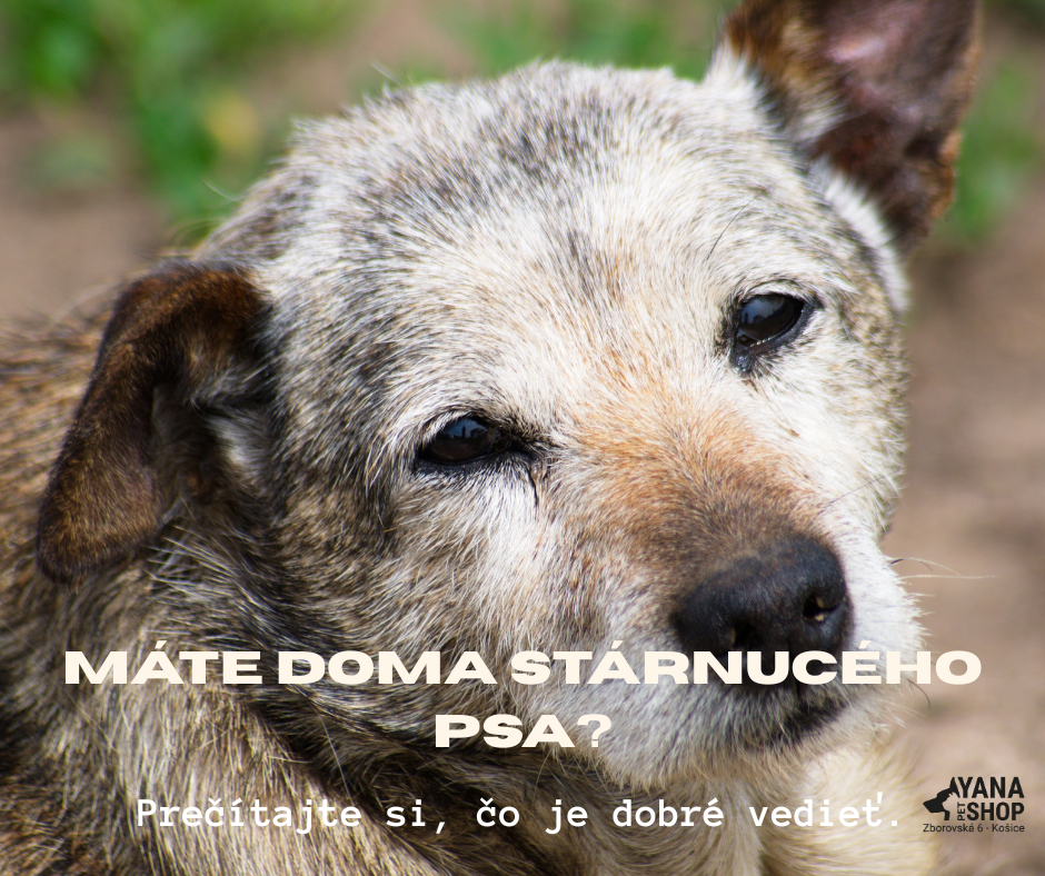 Máte doma stárnuceho psa?