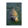 s1810134 spikeumwaftermeatymussel 15 inuse
