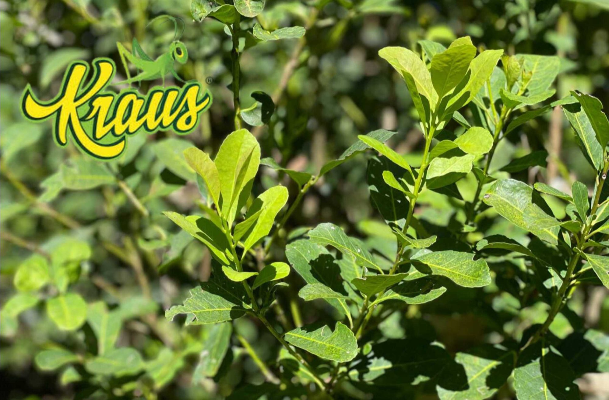 Kraus. Yerba Mate that unites tradition, innovation and respect for nature