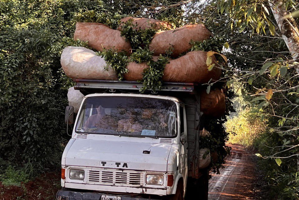 Proceso de producción de la yerba mate