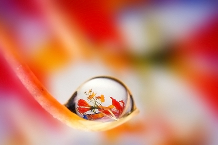 Bachovy květové esence