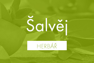 Bio herbář: Šalvěj