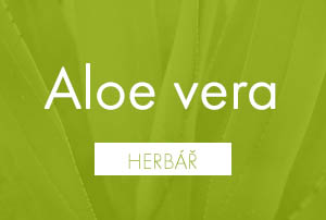 Bio herbář: Aloe vera