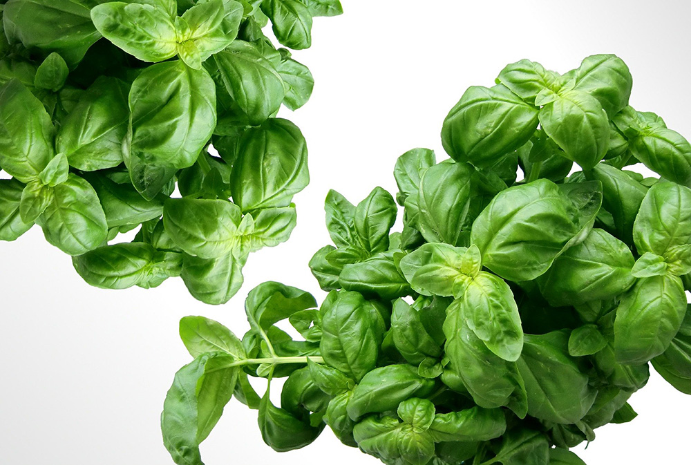 Bio herbář: Bazalka