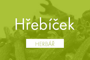 Bio herbář: Hřebíček