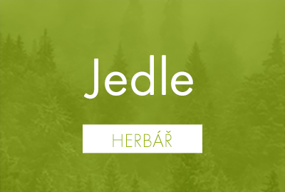 Bioherbář: Jedle