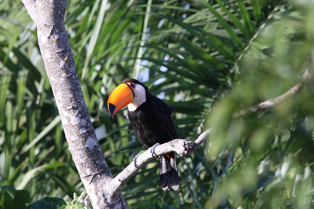 Encyklopedie exotických ingrediencí v kosmetice (2. část)