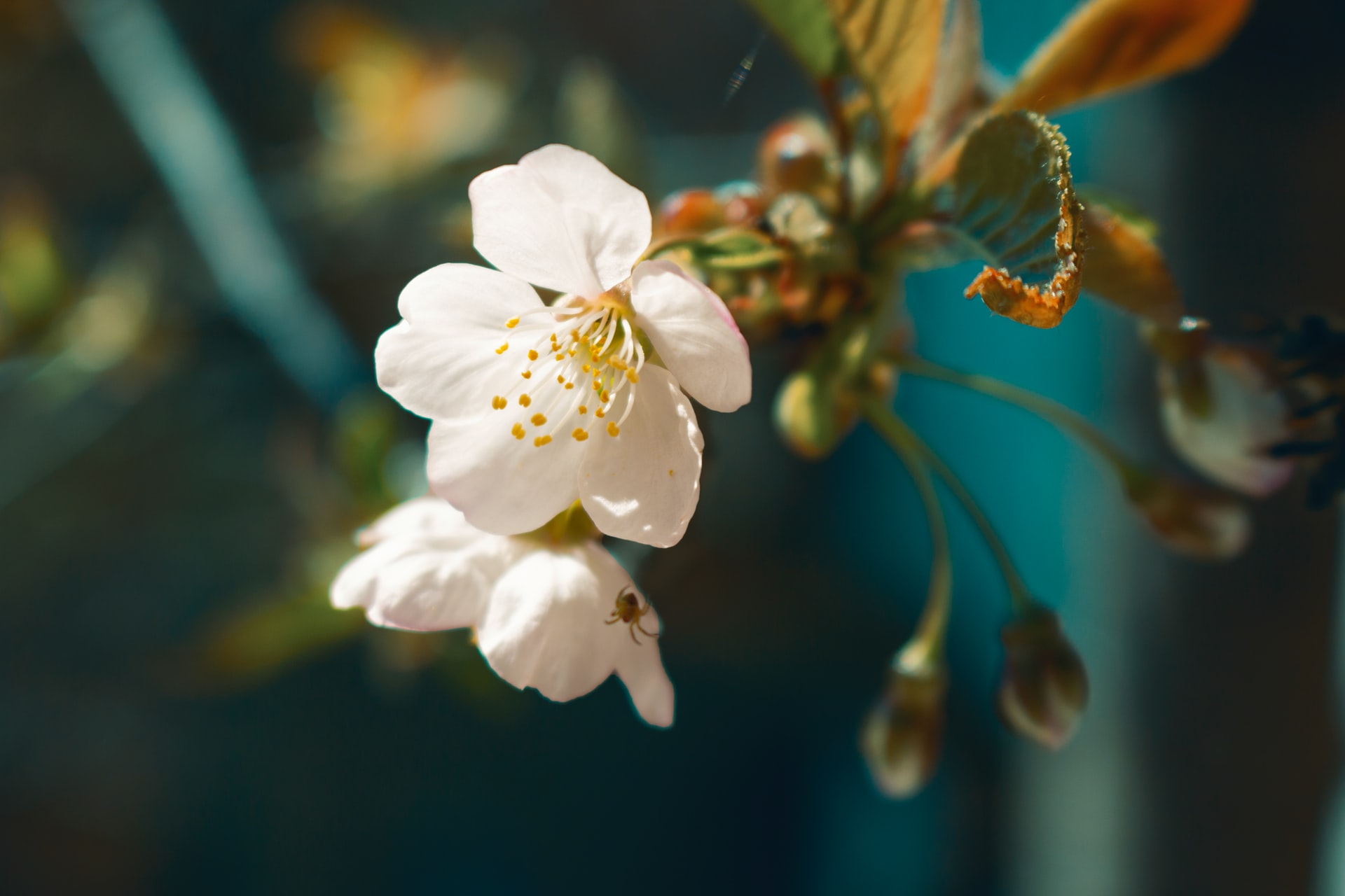 Cyklus kůže aneb jak pleť vrátit zpátky do rovnováhy