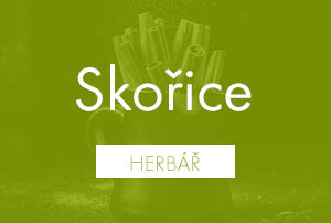 Bio herbář: Skořice