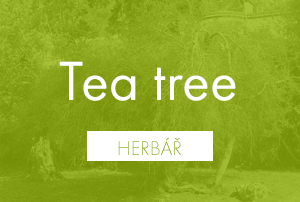 Bio herbář: Tea tree