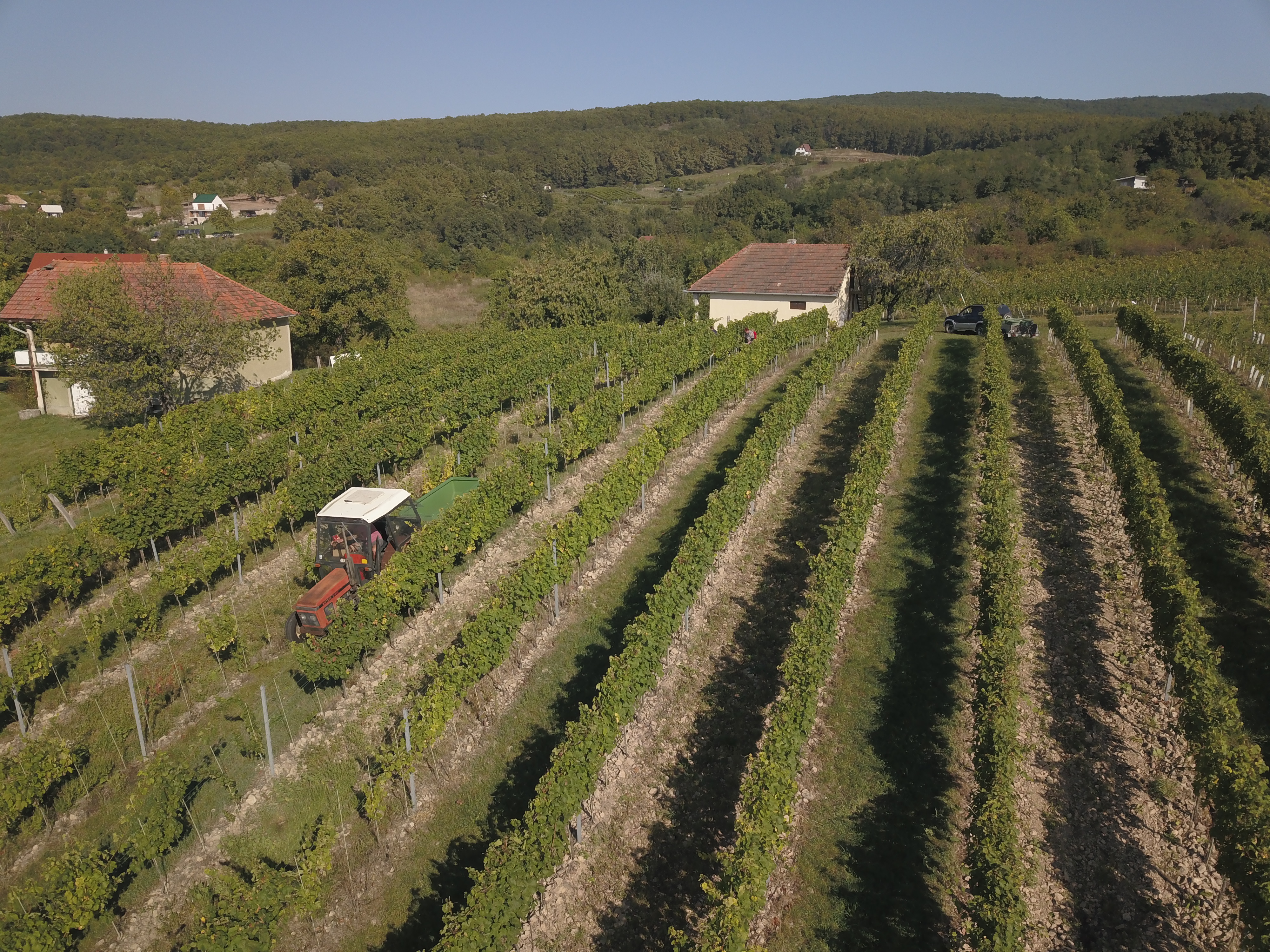 Bezhistaminové víno, anebo jak je to s histaminem ve víně