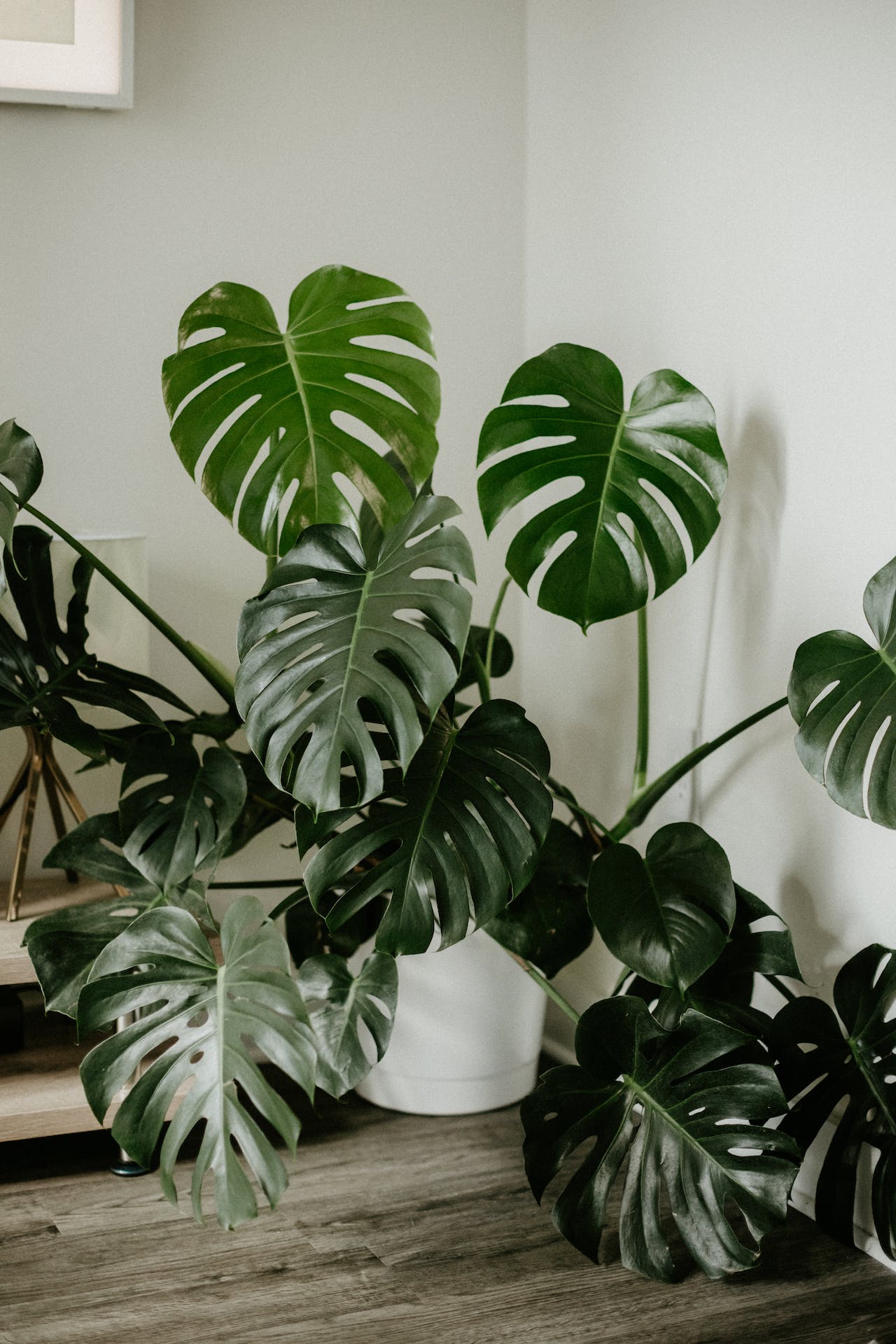 YNLI-nenarocne-pokojovky-monstera
