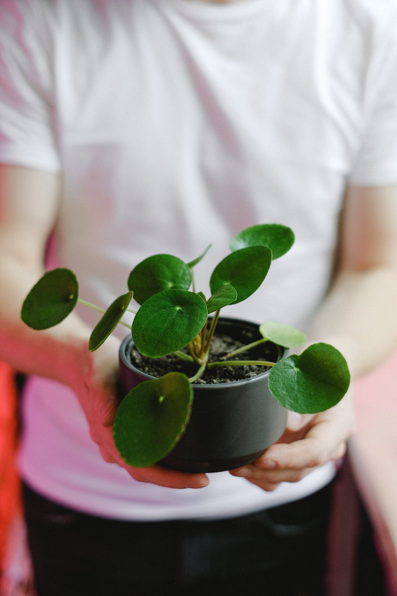 YNLI-nenarocne-pokojovky-pilea