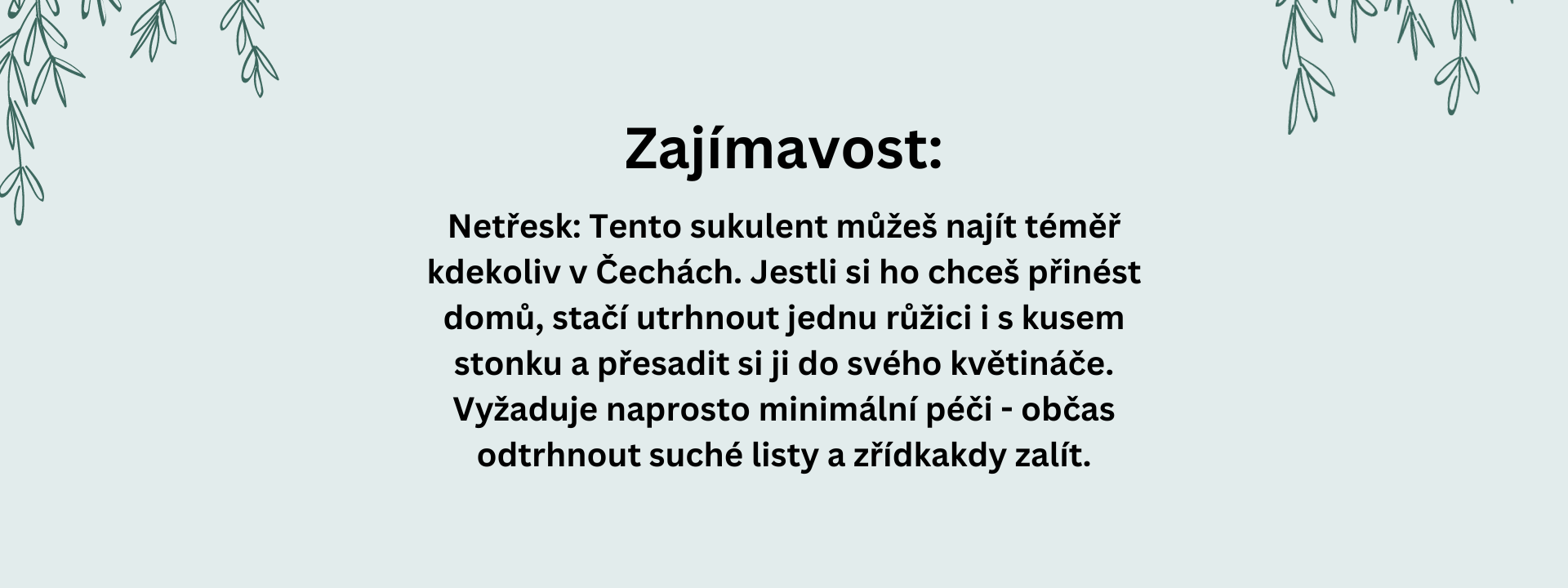 YNLI_blog_zajimavost_netresk_sukulent