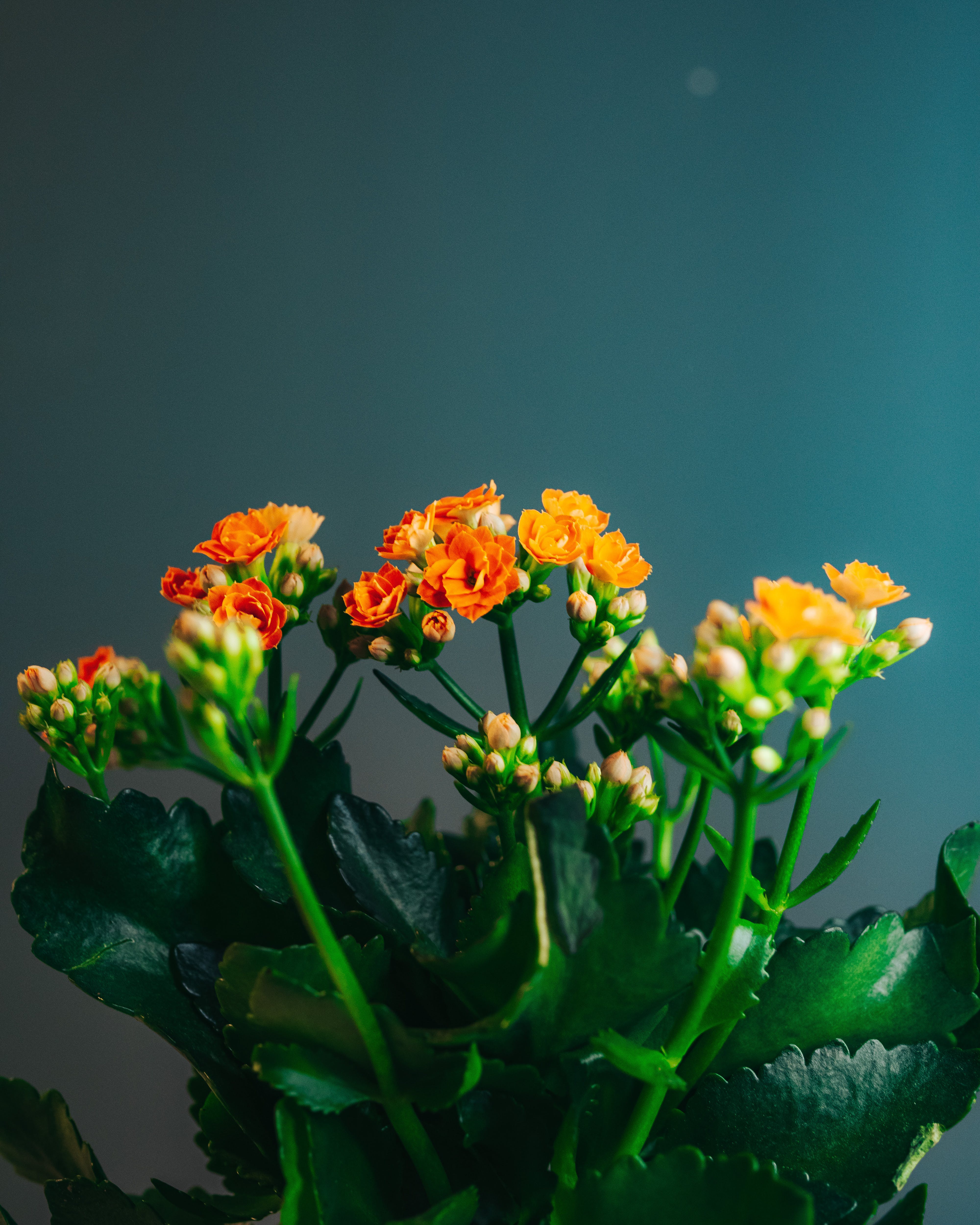 YNLI_jaky_sukulent_vybrat_Kalanchoe