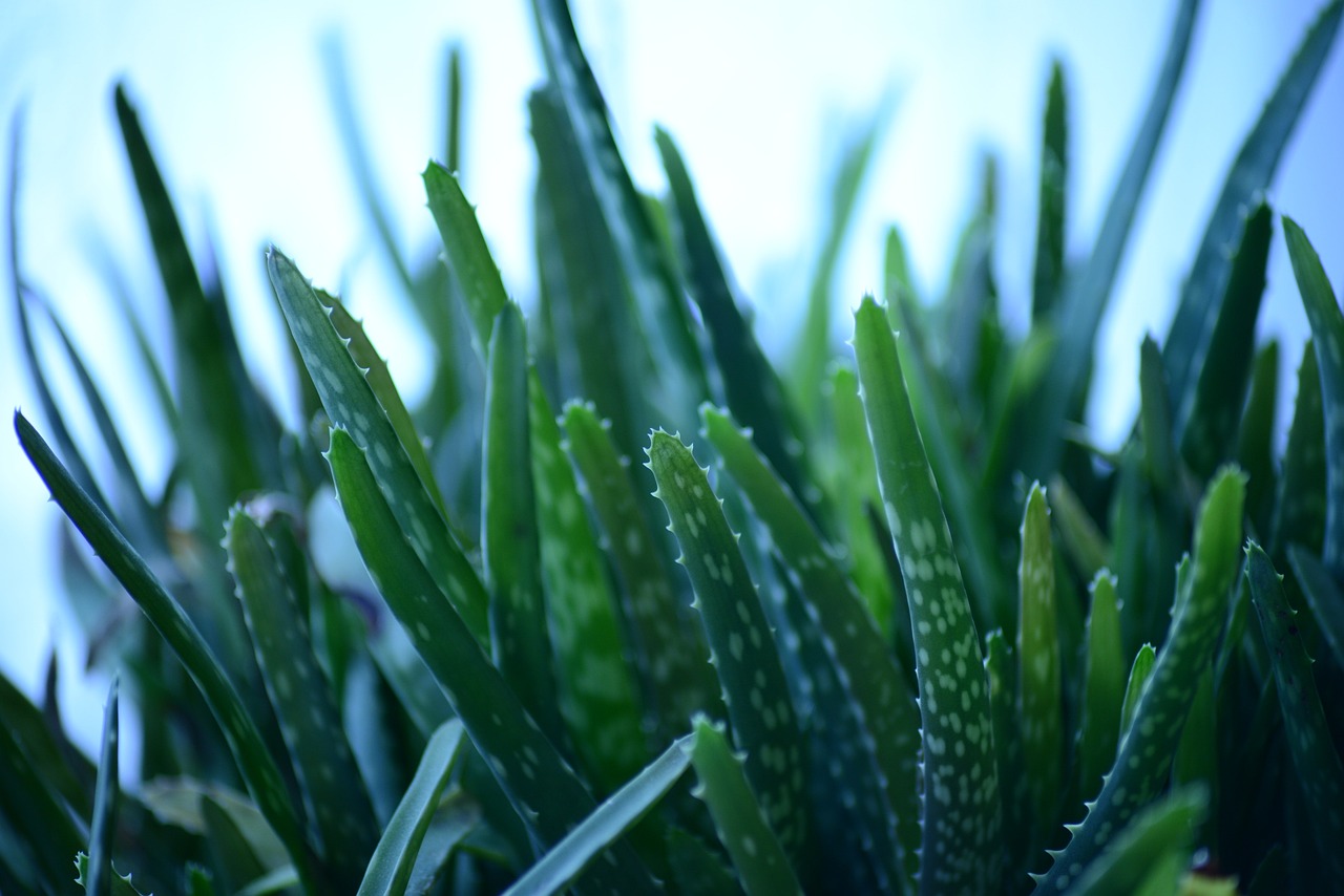 YNLI_sukulenty_aloe