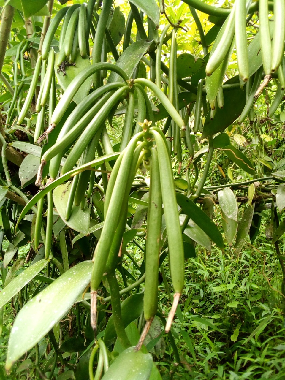 Vanilka z Madagaskaru, kráľovná korenia odetá v čiernych zamatových šatách. Prvá časť