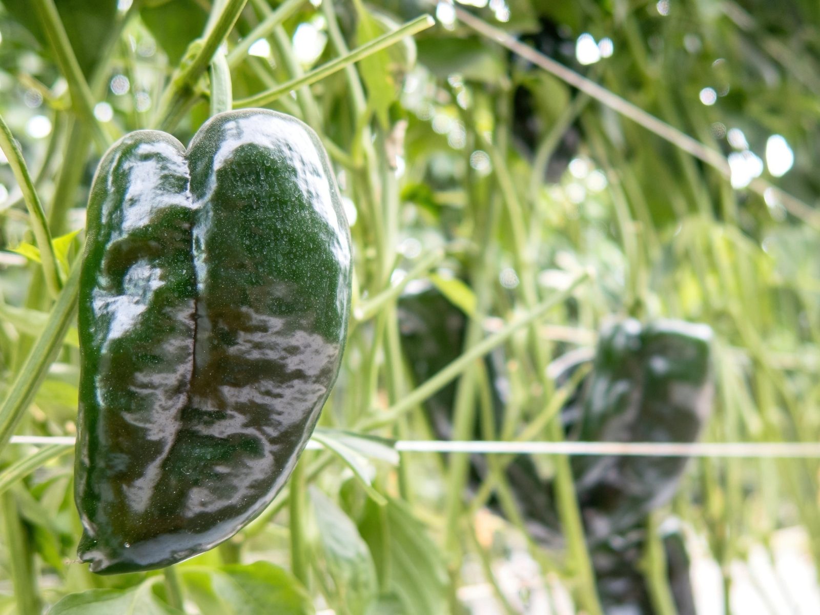 Sušené poblano z mexickej Puebly