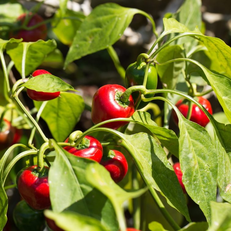 Sladká paprika zo Španielska