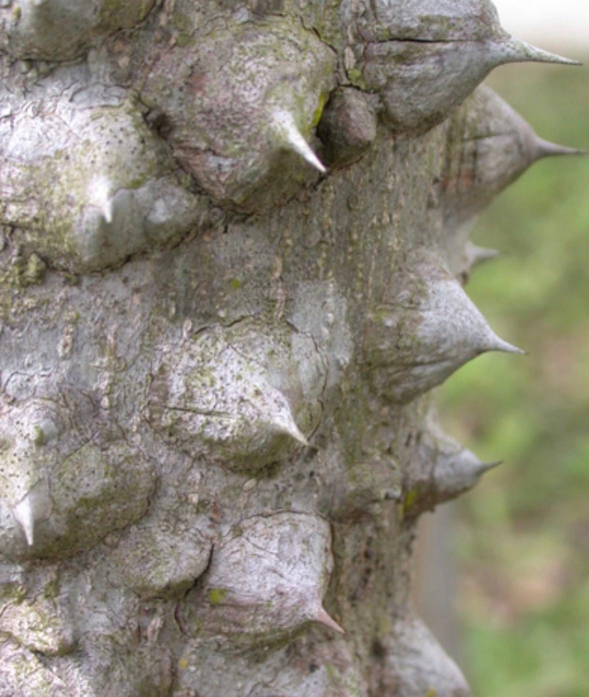 Ostnatý kmeň stromu Teppal (Zanthoxylum rhetsa)