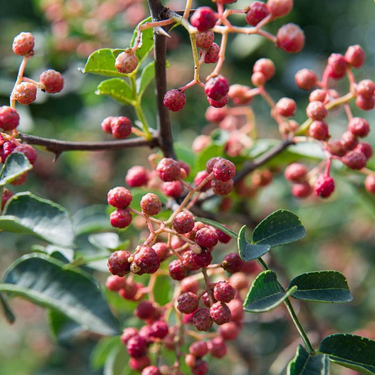 Nepálsky grapefruitový sečuán