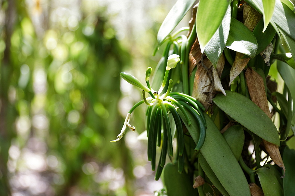 Vanilková orchidea so zelenými strukmi na Madagaskare