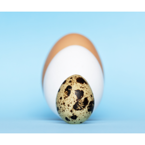 Tojás méretek - Egy kis érdekesség a tojásfajtákról