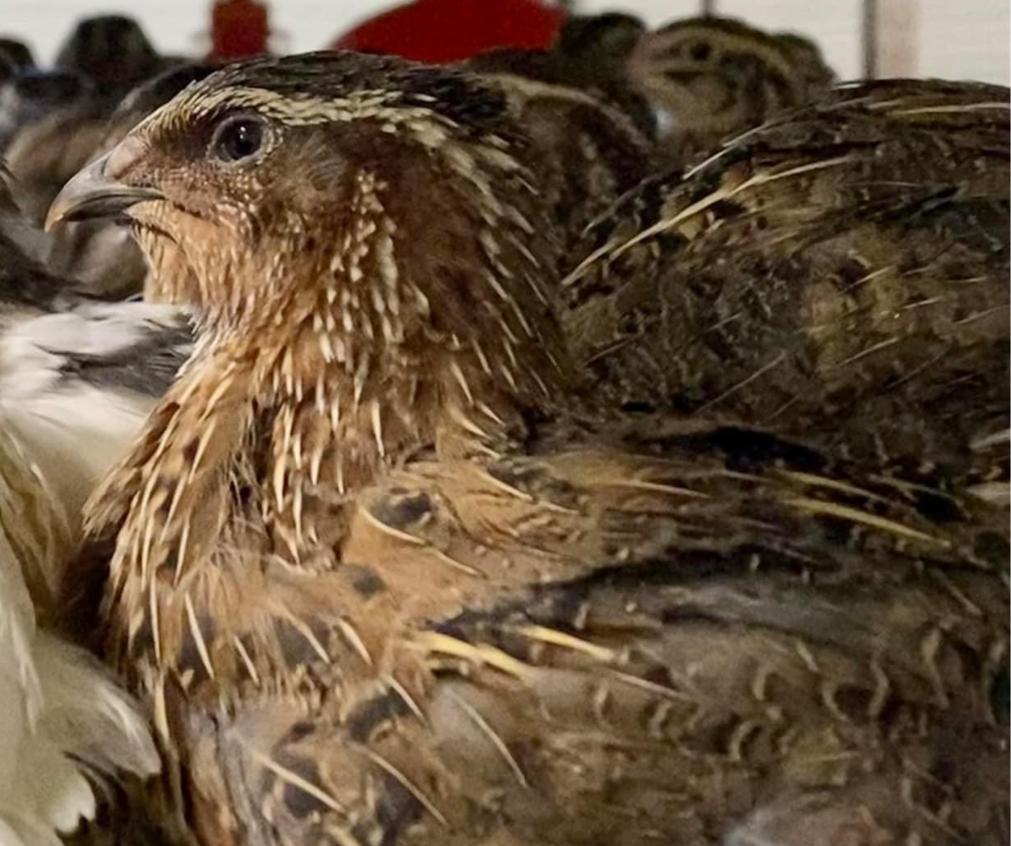 A fürj reneszánsza Magyarországon