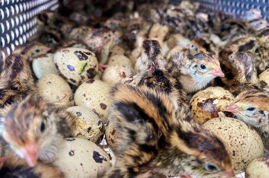 A kisfürjek keltetése és nevelése