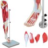 3D anatomický model lidských svalů nohou
