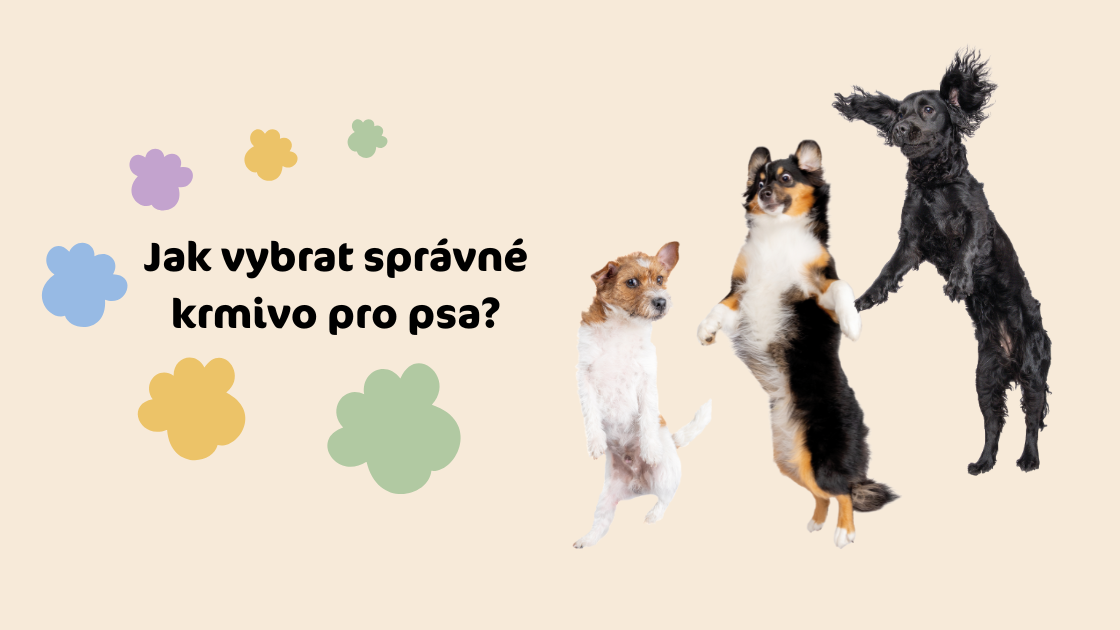 Jak vybrat správné krmivo pro psa?
