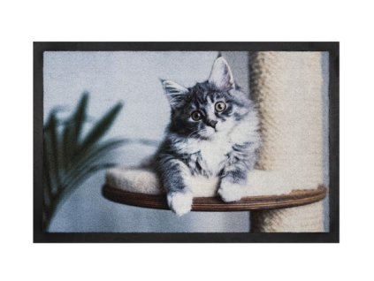 rohozka image 024 grey cat 1