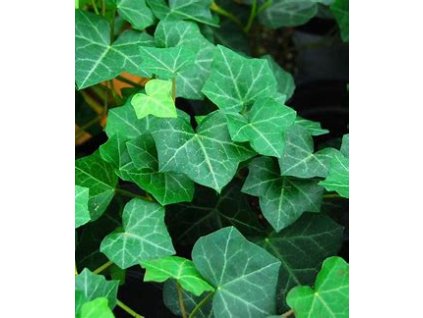 hedera