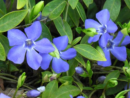 Vinca minor