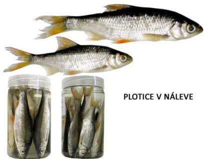 PLOTICE V NÁLEVE 11cm 8ks