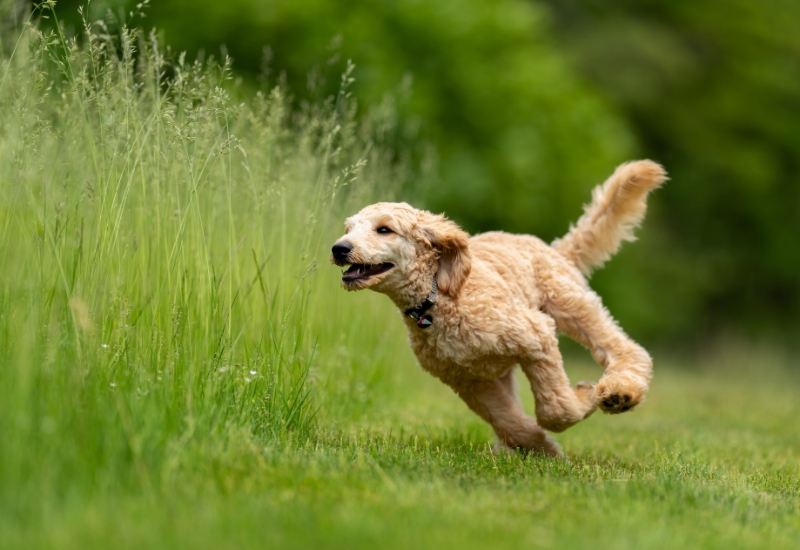 Příprava trávníku na jaře