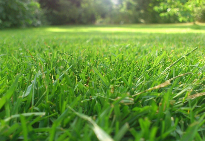 Jak bojovat s plevelem