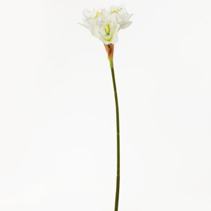 KS AMARYLIS BIELY 54CM