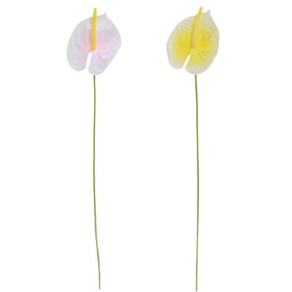 A3095 ANTHURIA KS 2F 55cm