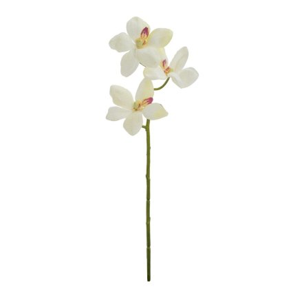 ORCHIDEA VANDA RM0902 40 CM