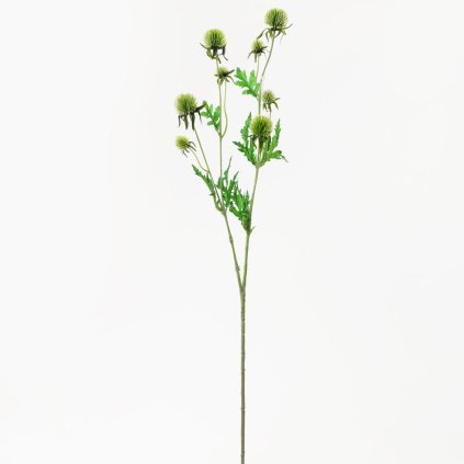 KS ECHINOPS ZELENÝ 71CM