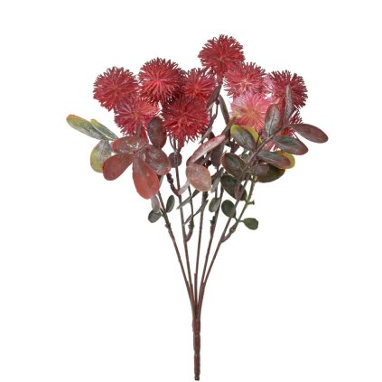 ZELEŇ ECHINOPS ČERVENÝ 30CM